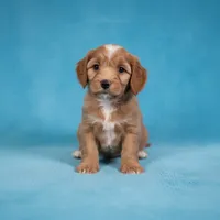 Butch, a male Cavapoo and Poodle - Miniature  for sale in Marshall, AR – 2 of 3
