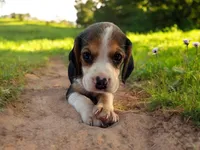 Sissy, a female Beagle for sale in Marshall, AR – Photo 1 of 3