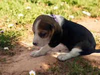 Sissy, a female Beagle for sale in Marshall, AR – Photo 2 of 3