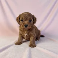 Nova , a female Cavapoo and Poodle - Miniature  for sale in Marshall, AR – 3 of 4