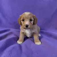Lilly, a female Cavapoo and Poodle - Miniature  for sale in Marshall, AR – 2 of 4
