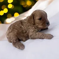 Bella, a female Cavapoo and Poodle - Miniature  for sale in Marshall, AR – Photo 1 of 4