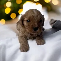 Bella, a female Cavapoo and Poodle - Miniature  for sale in Marshall, AR – Photo 3 of 4