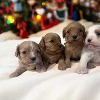 Bella, a female Cavapoo and Poodle - Miniature  for sale in Marshall, AR – Photo 4 of 4