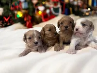 processed/3245cbfa-bd61-41f4-83d7-c849643d19cb/listing/b11f58c5-e735-475f-bc3d-da63e0704084/d23c1a97-eb9c-4f65-a6ab-a7a06b0af6ab