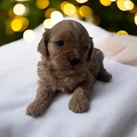 Bella, a female Cavapoo and Poodle - Miniature  for sale in Marshall, AR – Photo 2 of 4