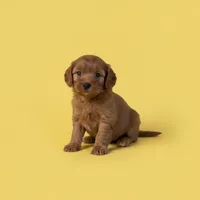 Lucy, a male Cavapoo and Poodle - Miniature  for sale in Marshall, AR – 1 of 4