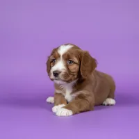 Julie , a male Cavapoo and Poodle - Miniature  for sale in Marshall, AR – 2 of 4