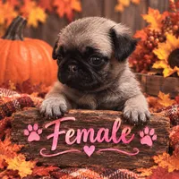 Female pug puppy, a female Pug for sale in Cheyenne, WY – 1 of 6