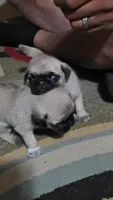 Female pug puppy, a female Pug for sale in Cheyenne, WY – 3 of 7