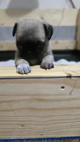 Female pug puppy, a female Pug for sale in Cheyenne, WY – 7 of 7
