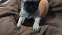 Female pug puppy, a female Pug for sale in Cheyenne, WY – 2 of 7