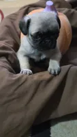 Female pug puppy, a female Pug for sale in Cheyenne, WY – 5 of 7