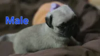 Male pug puppy, a male Pug for sale in Cheyenne, WY – 3 of 5
