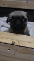 Female pug puppy, a female Pug for sale in Cheyenne, WY – 4 of 6