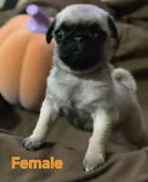 Female pug puppy, a female Pug for sale in Cheyenne, WY – 3 of 4