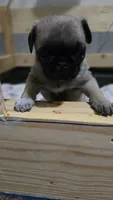 Female pug puppy, a female Pug for sale in Cheyenne, WY – 6 of 7