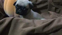 Female pug puppy, a female Pug for sale in Cheyenne, WY – 2 of 6
