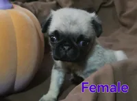 Female pug puppy, a female Pug for sale in Cheyenne, WY – 3 of 6