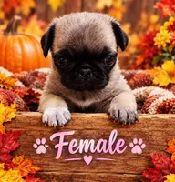 Female pug puppy, a female Pug for sale in Cheyenne, WY – 1 of 7