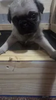 Male pug puppy, a male Pug for sale in Cheyenne, WY – 5 of 5