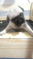 Male pug puppy, a male Pug for sale in Cheyenne, WY – 4 of 5