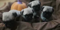 Male pug puppy, a male Pug for sale in Cheyenne, WY – 2 of 5