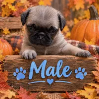 Male pug puppy, a male Pug for sale in Cheyenne, WY – 1 of 5