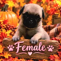 Female pug puppy, a female Pug for sale in Cheyenne, WY – 1 of 4