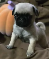 Female pug puppy, a female Pug for sale in Cheyenne, WY – 5 of 6