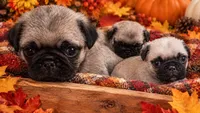 Female pug puppy, a female Pug for sale in Cheyenne, WY – 4 of 4