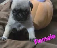 Female pug puppy, a female Pug for sale in Cheyenne, WY – 4 of 7