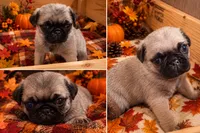 Female pug puppy, a female Pug for sale in Cheyenne, WY – 6 of 6