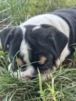 Bubba 7-3-26, a male English Bulldog for sale in Murfreesboro, TN – 4 of 10