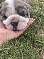 Cool, a female English Bulldog for sale in Murfreesboro, TN – 5 of 10