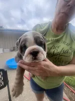 Cool, a female English Bulldog for sale in Murfreesboro, TN – 3 of 10