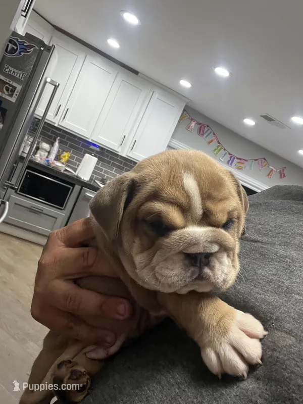 Sally – English Bulldog puppy for sale in Murfreesboro, TN