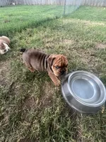 Big Red 7-3-26, a male English Bulldog for sale in Murfreesboro, TN – 5 of 10