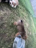Big Red 7-3-26, a male English Bulldog for sale in Murfreesboro, TN – 8 of 10