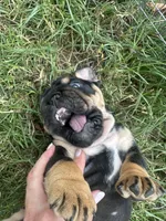 Panther Gurl, a female English Bulldog for sale in Murfreesboro, TN – 6 of 8