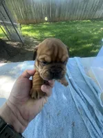 Big Red 7-3-26, a male English Bulldog for sale in Murfreesboro, TN – 2 of 10