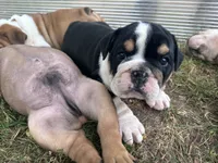 Bubba 7-3-26, a male English Bulldog for sale in Murfreesboro, TN – 6 of 10