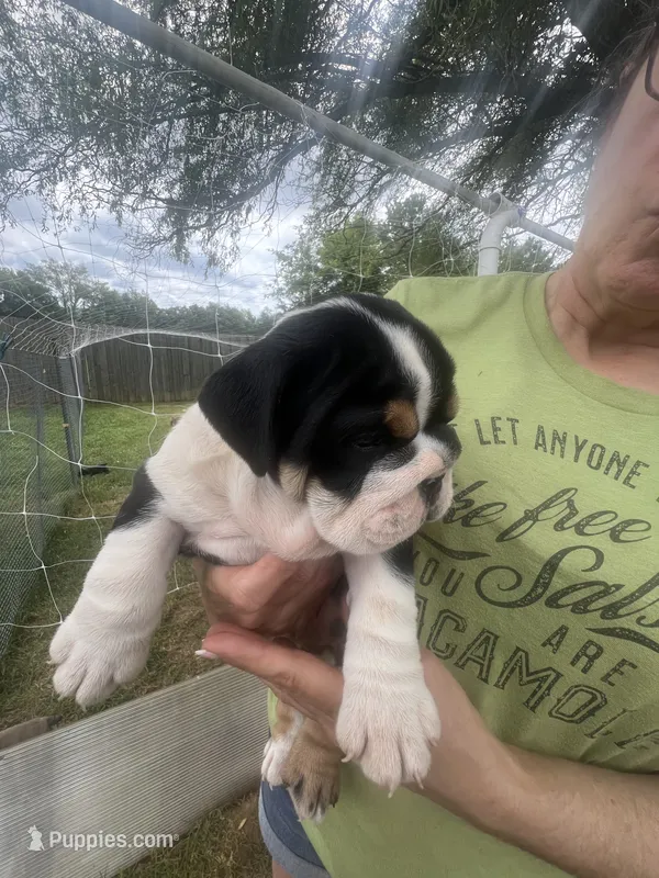 Oreo 7-3-26 – English Bulldog puppy for sale in Murfreesboro, TN