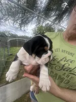 Bubba 7-3-26, a male English Bulldog for sale in Murfreesboro, TN – 2 of 10