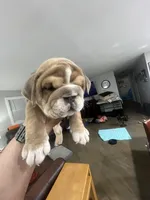 Sally, a female English Bulldog for sale in Murfreesboro, TN – 9 of 9