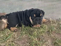 Panther Gurl, a female English Bulldog for sale in Murfreesboro, TN – 3 of 8