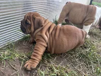 Sexy Red, a female English Bulldog for sale in Murfreesboro, TN – 7 of 8