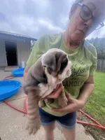 Cool, a female English Bulldog for sale in Murfreesboro, TN – 7 of 10