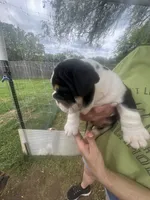Bubba 7-3-26, a male English Bulldog for sale in Murfreesboro, TN – 7 of 10