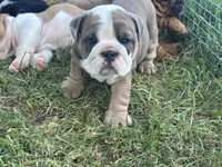 Cool, a female English Bulldog for sale in Murfreesboro, TN – 10 of 10